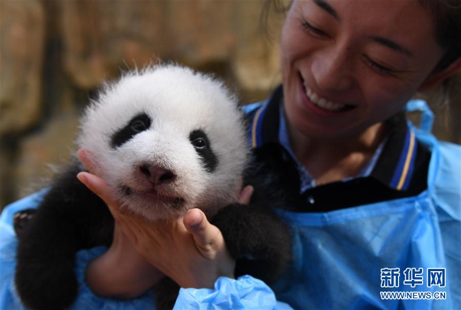 ジャイアントパンダの居住エリアを統(tǒng)合?整備