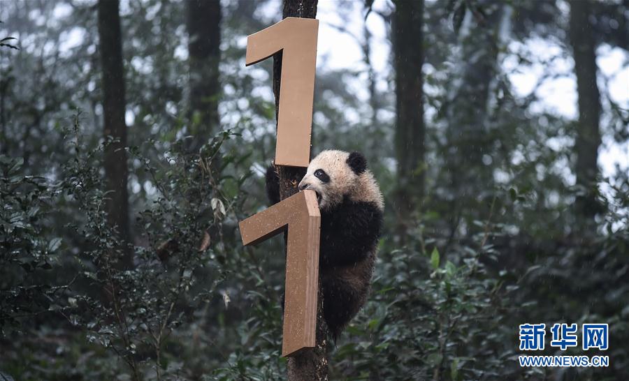 ジャイアントパンダの居住エリアを統(tǒng)合?整備