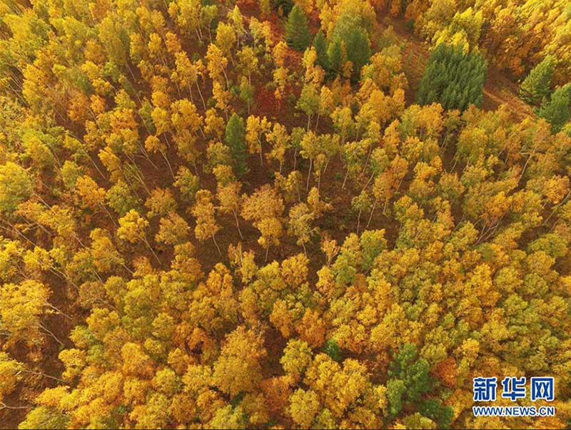 河北省の國立森林公園が秋らしい絶景に