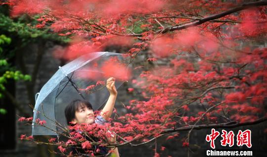 秋の揚(yáng)州市、人々を魅了する「秋の色」