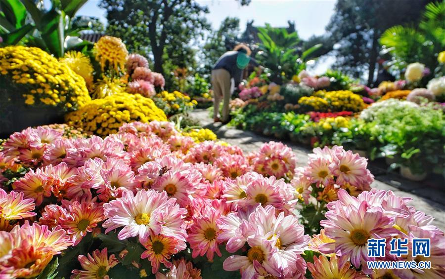 美しく咲き誇る秋の菊シーズン到來(lái)　北京