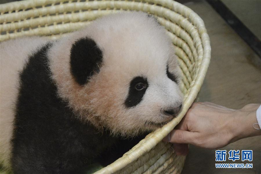 上野動物園で生まれたメスパンダの名前が「香香」に決定