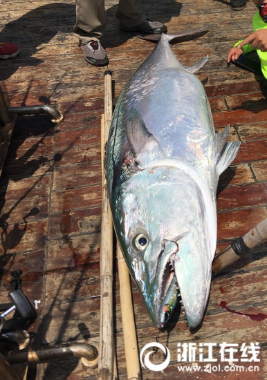 海釣り愛(ài)好家が90キロの巨大マグロ釣り上げる　浙江省