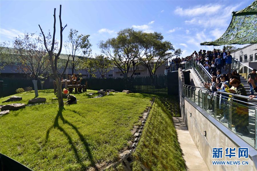 瀋陽森林動物園パンダ館オープン　四川から來たパンダが一般公開へ