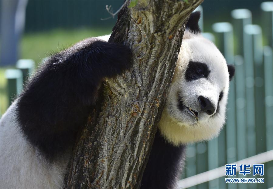 瀋陽森林動物園パンダ館オープン　四川から來たパンダが一般公開へ