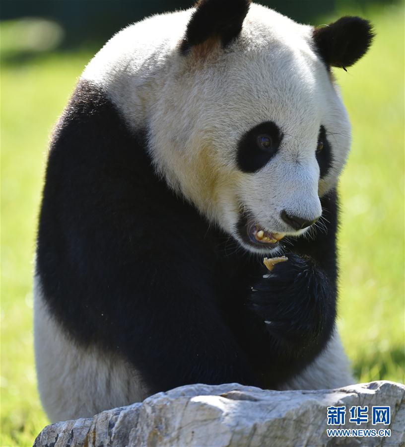 瀋陽森林動(dòng)物園パンダ館オープン　四川から來たパンダが一般公開へ