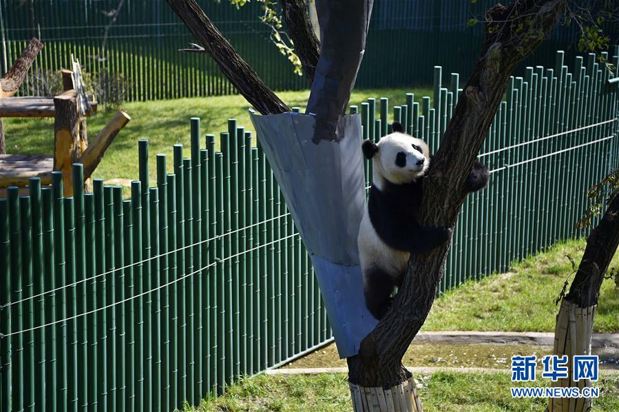 瀋陽森林動(dòng)物園パンダ館オープン　四川から來たパンダが一般公開へ