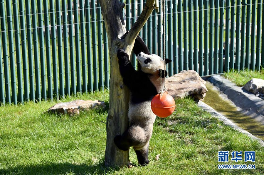 瀋陽森林動(dòng)物園パンダ館オープン　四川から來たパンダが一般公開へ