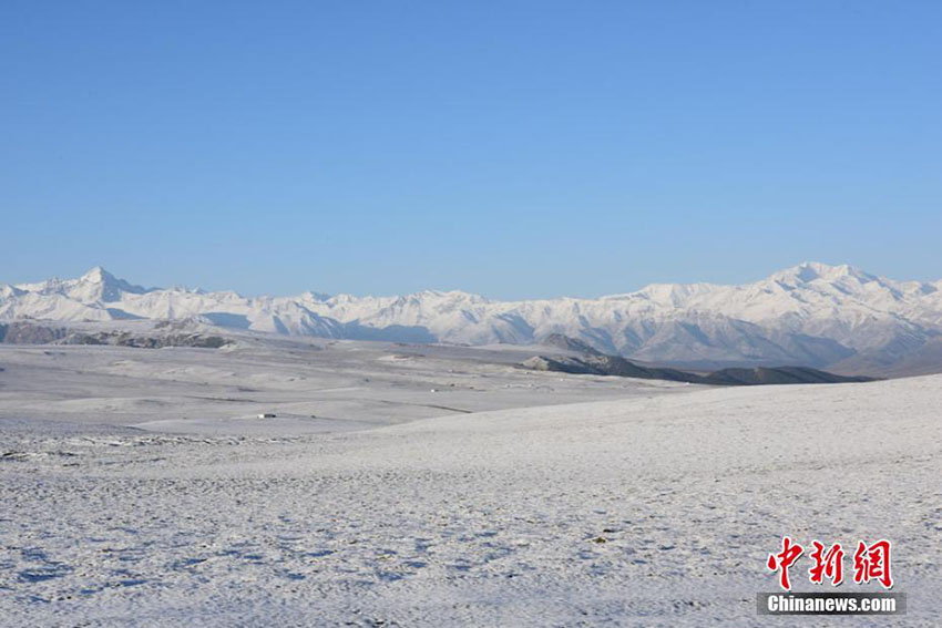 甘粛の草原に秋の雪、一面の銀世界に