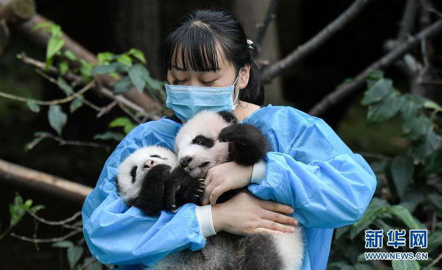 今年誕生した赤ちゃんパンダ10頭が勢ぞろい　四川省