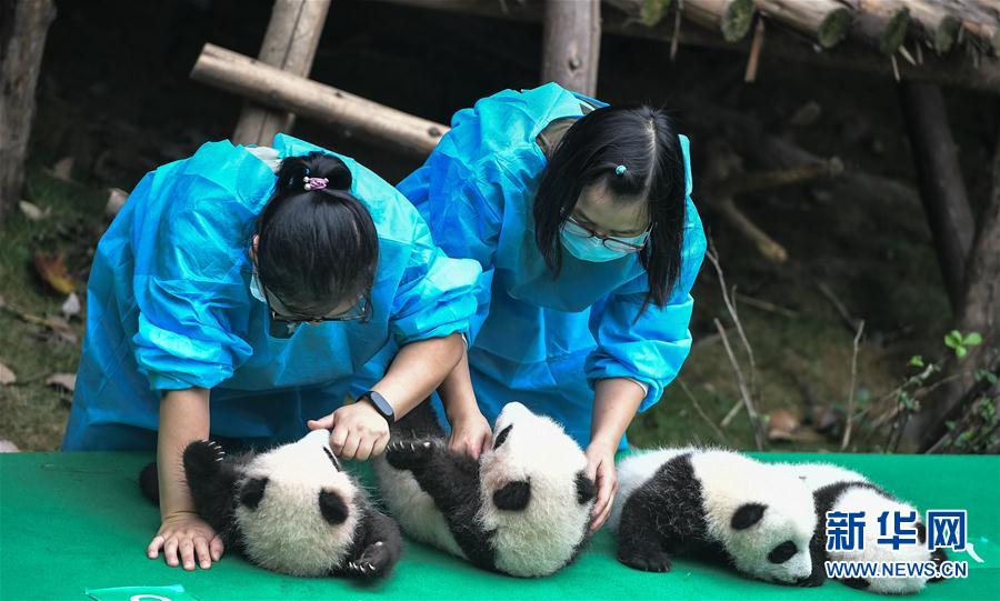 今年誕生した赤ちゃんパンダ10頭が勢ぞろい　四川省