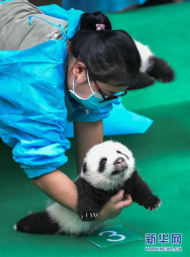 今年誕生した赤ちゃんパンダ10頭が勢(shì)ぞろい　四川省