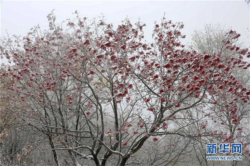 北京郊外で降雪　紅葉で色づく木々をすっぽり包む白い雪