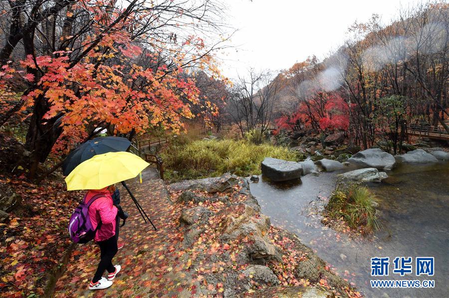 美しく鮮やかな紅葉　秋の彩り見せる遼寧の景勝地