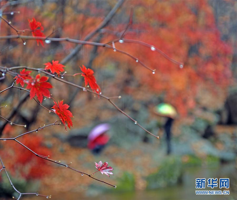 美しく鮮やかな紅葉　秋の彩り見せる遼寧の景勝地