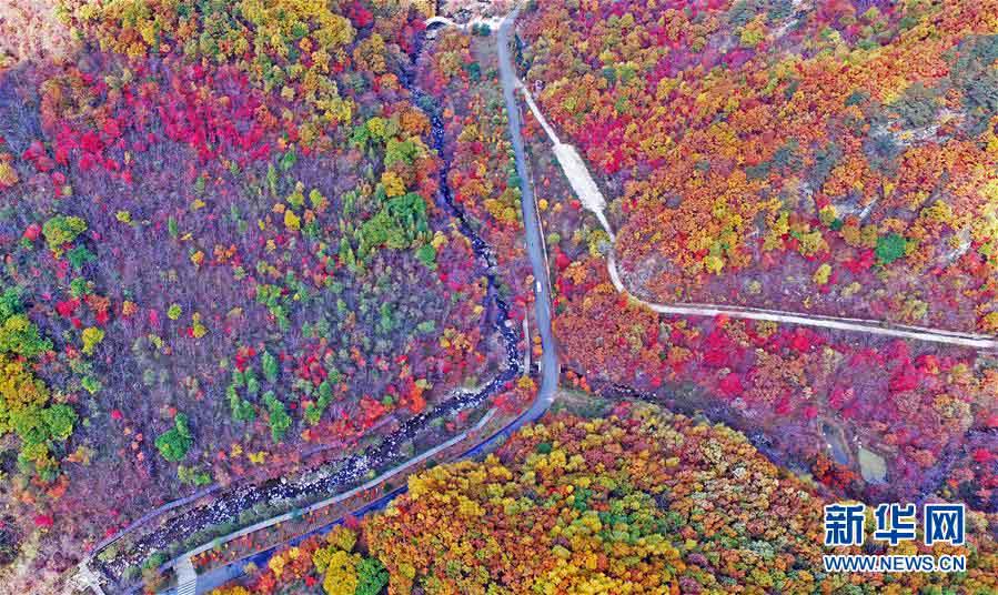 美しく鮮やかな紅葉　秋の彩り見(jiàn)せる遼寧の景勝地