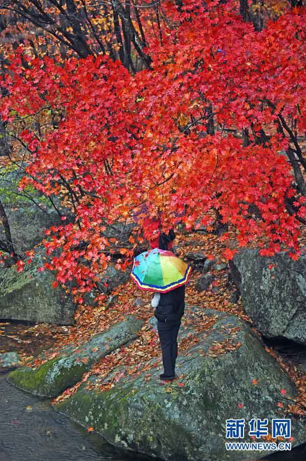 美しく鮮やかな紅葉　秋の彩り見せる遼寧の景勝地