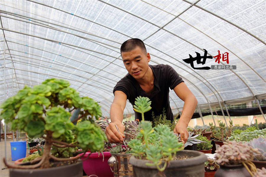 白鹿原に住む「多肉植物」専門の植木屋　西安市