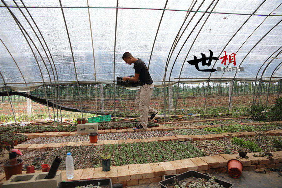 白鹿原に住む「多肉植物」専門の植木屋　西安市