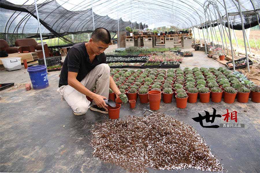 白鹿原に住む「多肉植物」専門の植木屋　西安市