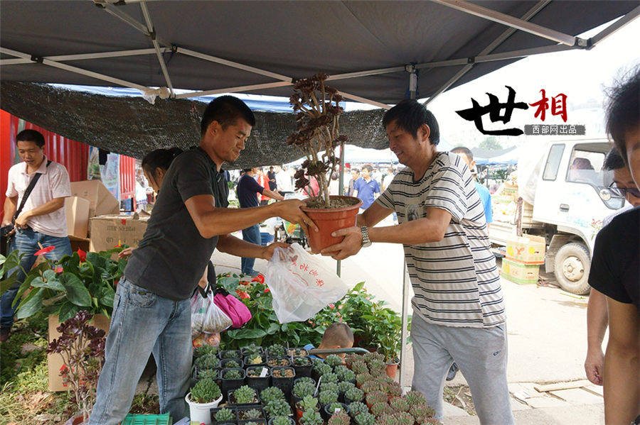 白鹿原に住む「多肉植物」専門の植木屋　西安市