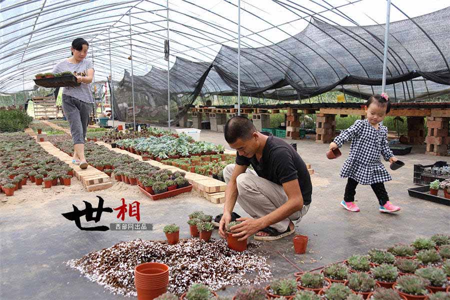 白鹿原に住む「多肉植物」専門の植木屋　西安市