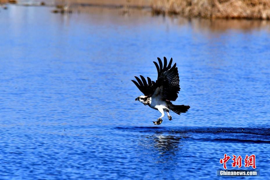 生態(tài)環(huán)境改善した中國最大の塩湖　多くの保護(hù)動(dòng)物が越冬に訪れる　青海省