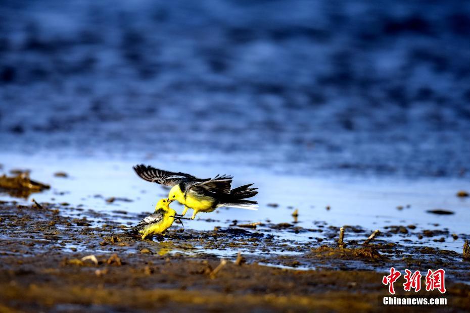 生態(tài)環(huán)境改善した中國最大の塩湖　多くの保護(hù)動物が越冬に訪れる　青海省