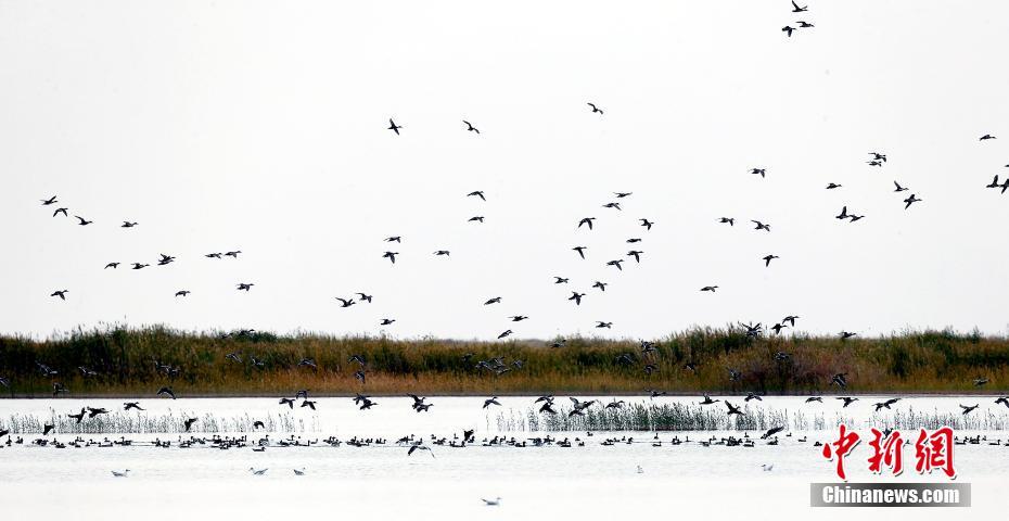 生態(tài)環(huán)境改善した中國最大の塩湖　多くの保護動物が越冬に訪れる　青海省