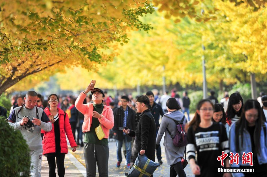 瀋陽農(nóng)業(yè)大學(xué)のイチョウが黃金色に色づく　趣ある秋の雰囲気に