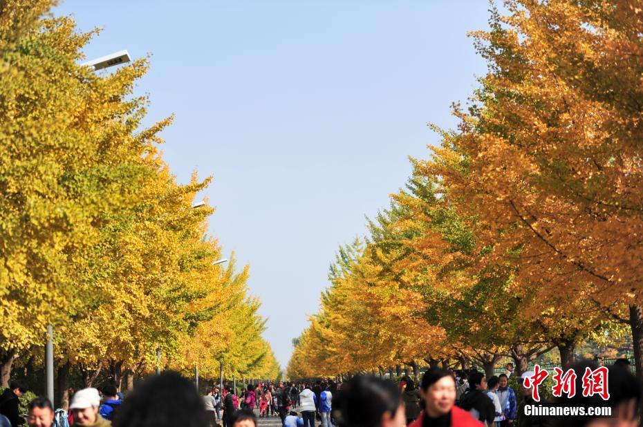 瀋陽農(nóng)業(yè)大學(xué)のイチョウが黃金色に色づく　趣ある秋の雰囲気に