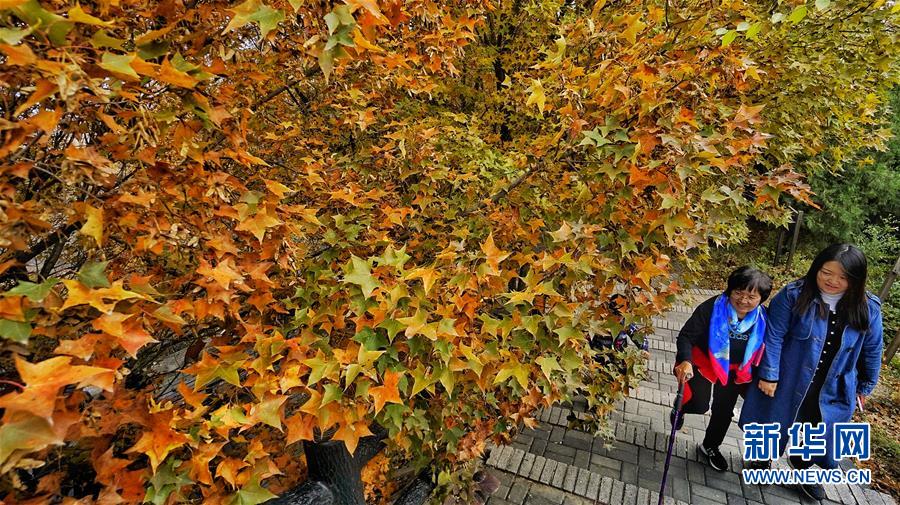 紅葉に彩られた美しい景色広がる八達(dá)嶺長城　