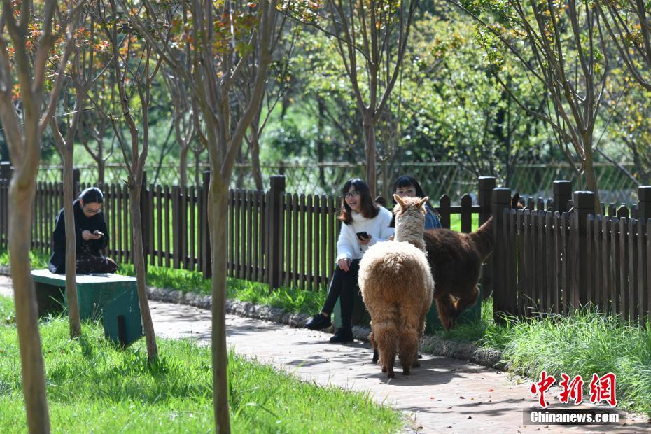 「脫走」常習(xí)犯のアルパカ、大學(xué)校內(nèi)で學(xué)生らの歓聲浴びる　雲(yún)南