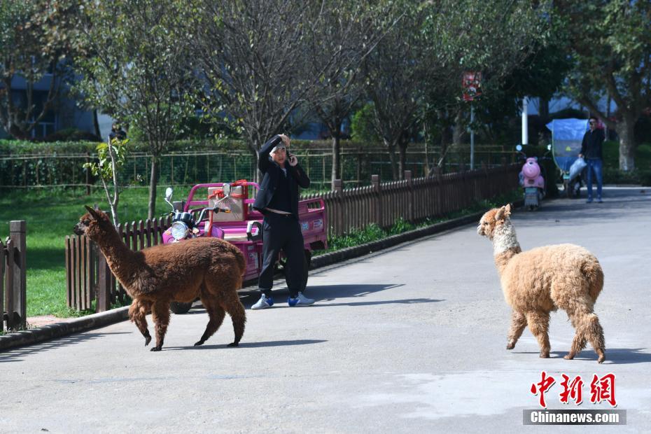 「脫走」常習(xí)犯のアルパカ、大學(xué)校內(nèi)で學(xué)生らの歓聲浴びる　雲(yún)南