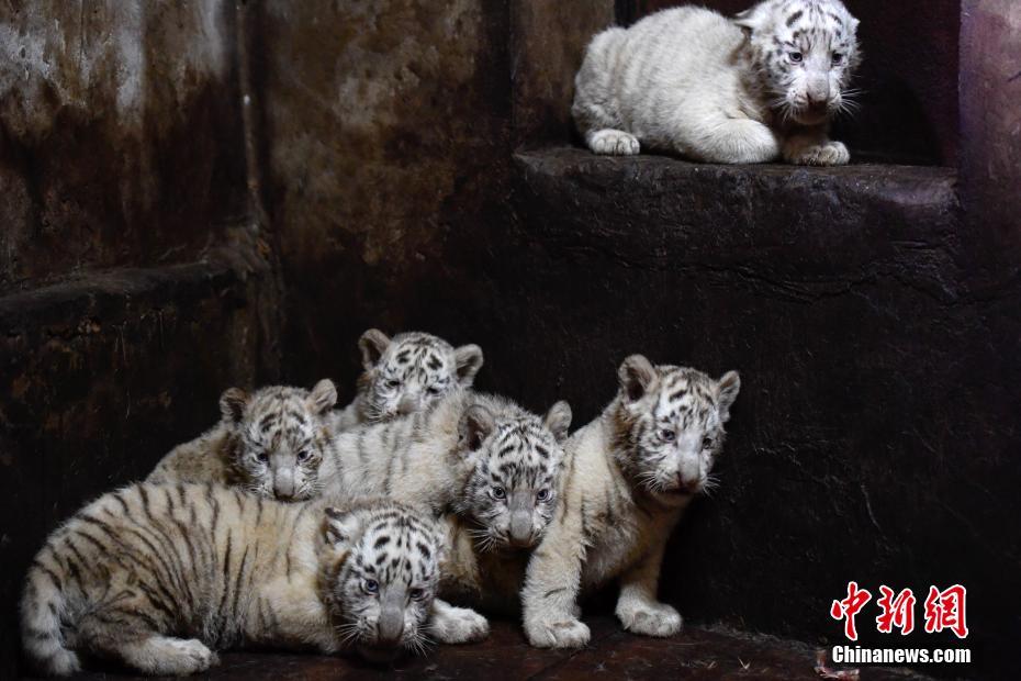 雲(yún)南野生動物園のホワイトタイガーが六つ子出産し、記録更新