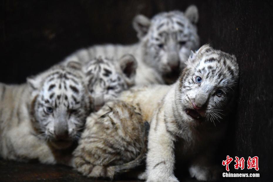 雲(yún)南野生動(dòng)物園のホワイトタイガーが六つ子出産し、記録更新