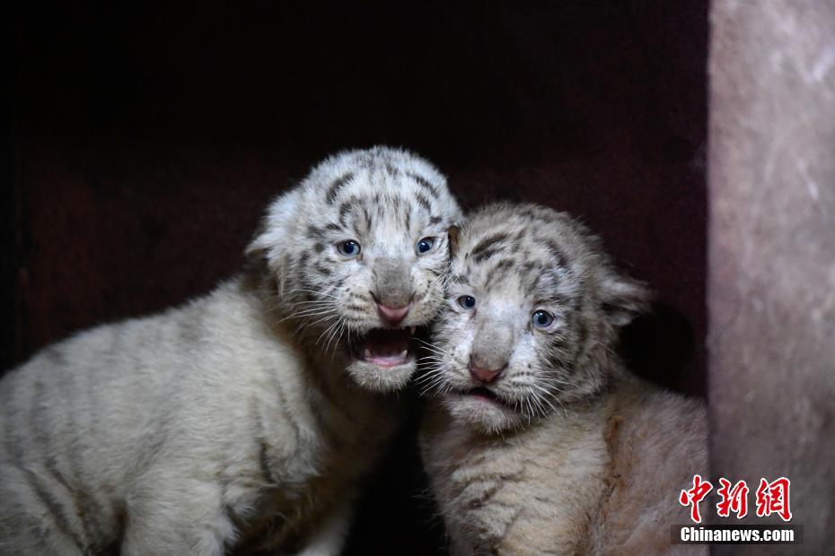 雲(yún)南野生動物園のホワイトタイガーが六つ子出産し、記録更新