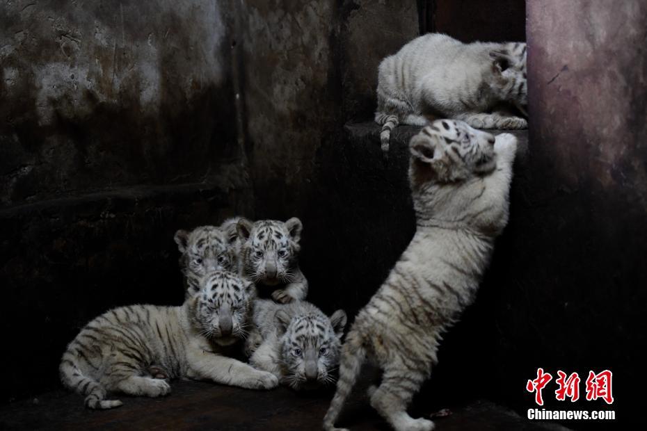 雲(yún)南野生動物園のホワイトタイガーが六つ子出産し、記録更新