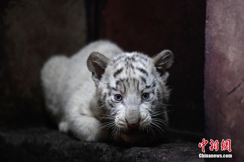 雲(yún)南野生動物園のホワイトタイガーが六つ子出産し、記録更新