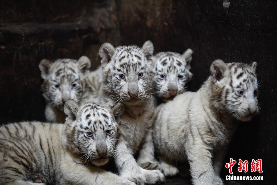 雲南野生動物園のホワイトタイガーが六つ子出産し、記録更新