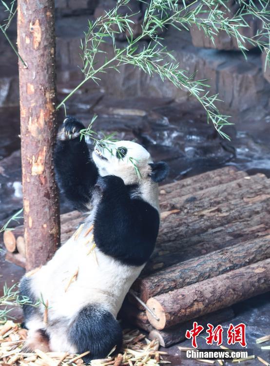 山東省の動(dòng)物園に新メンバー　成都出身のパンダ2頭が一般公開へ