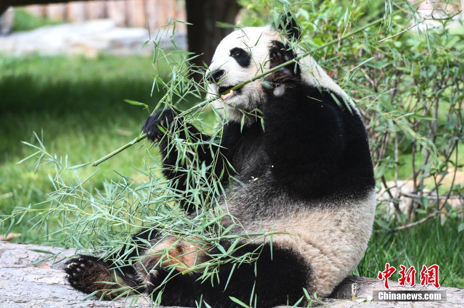 山東省の動物園に新メンバー　成都出身のパンダ2頭が一般公開へ