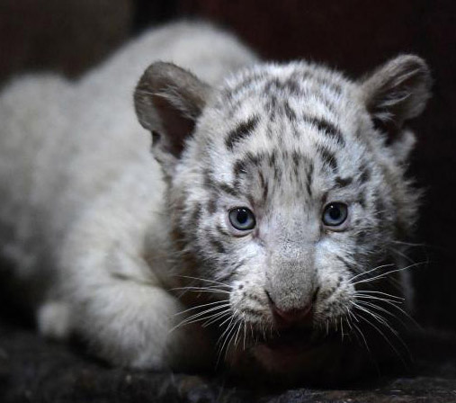 雲(yún)南野生動(dòng)物園のホワイトタイガーが六つ子出産し、記録更新