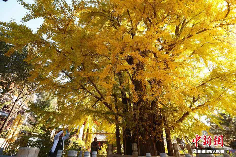 北京の寺院でイチョウ鑑賞イベント開(kāi)催　黃金色にきらめくイチョウの木