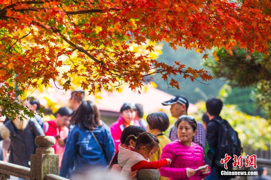 晩秋の廬山、真っ赤に色づく紅葉が一面に　江西省