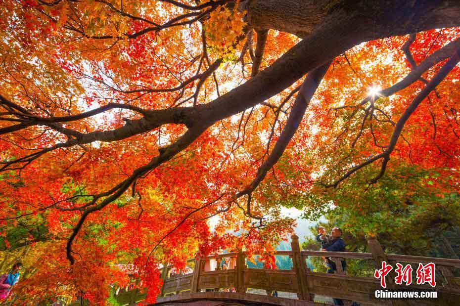 晩秋の廬山、真っ赤に色づく紅葉が一面に　江西省