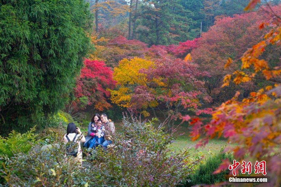 晩秋の廬山、真っ赤に色づく紅葉が一面に　江西省