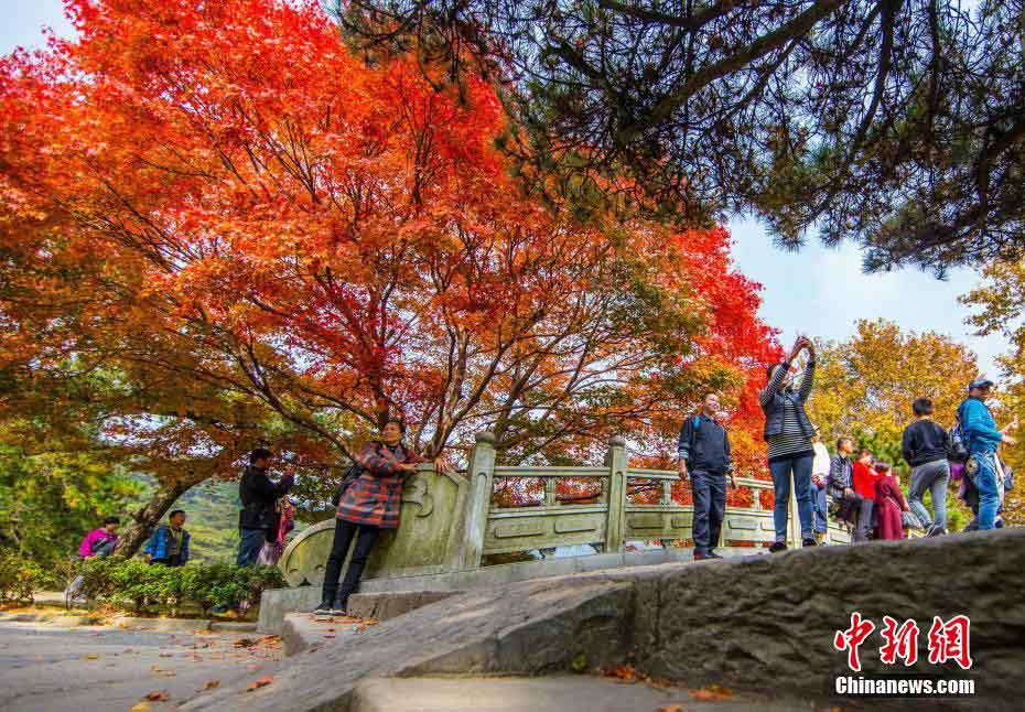 晩秋の廬山、真っ赤に色づく紅葉が一面に　江西省