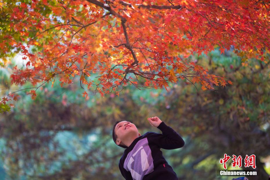 晩秋の廬山、真っ赤に色づく紅葉が一面に　江西省