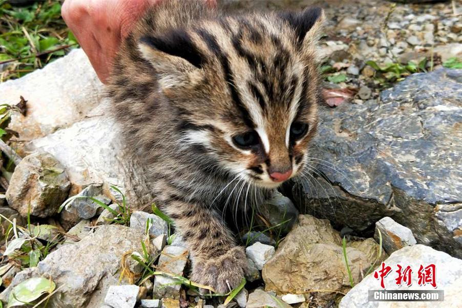 希少動(dòng)物のヤマネコの資料映像の撮影成功　湖北省自然保護(hù)區(qū)